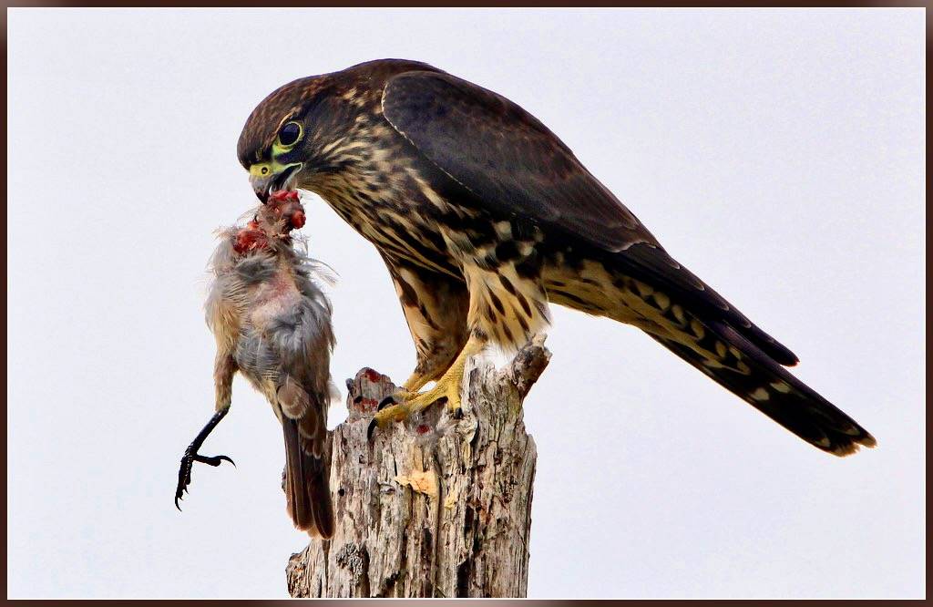 IMG_3645sss-1 by winnu is licensed under CC BY 2.0